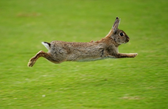 kahverengi-tavsan-lisste__ c-1553067842.jpg